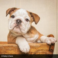 Tips for a Successful Pet Photography Session